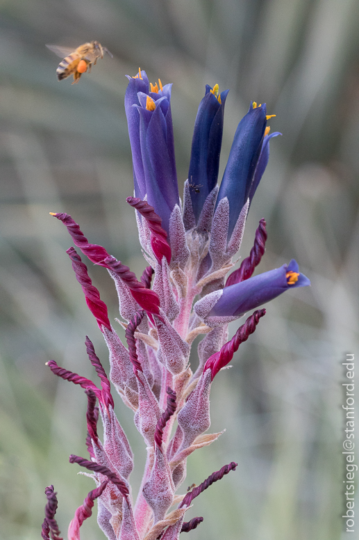 arizona garden